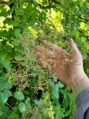 Valeriana officinalis