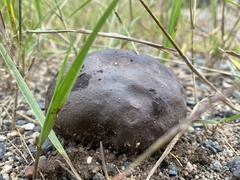 Calvatia cyathiformis