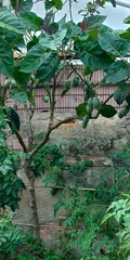Solanum betaceum