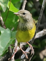 Geothlypis philadelphia