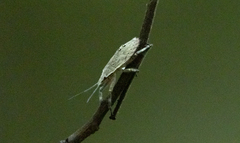 Pentatomoidea