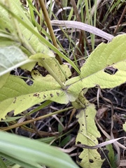 Triosteum perfoliatum
