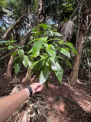 Alstonia macrophylla