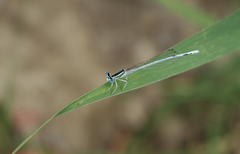 Platycnemis dealbata