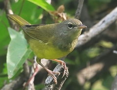 Geothlypis philadelphia