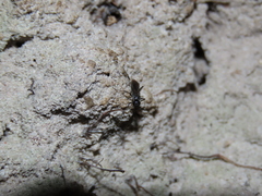 Agenioideus cinctellus