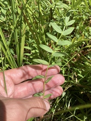 Polemonium occidentale occidentale
