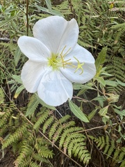 Oenothera cespitosa