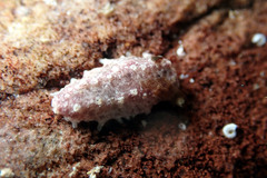 Plesiocolochirus ignavus