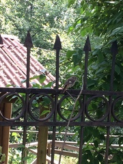 Phoenicurus auroreus