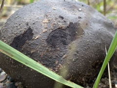 Calvatia cyathiformis