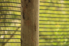 Hemidactylus frenatus