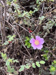 Rosa californica