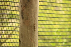 Hemidactylus frenatus