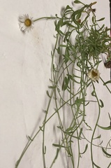 Erigeron modestus