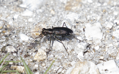 Cicindela punctulata