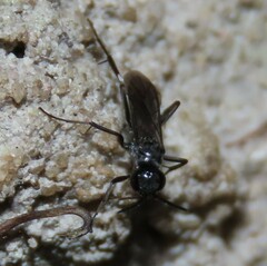 Agenioideus cinctellus