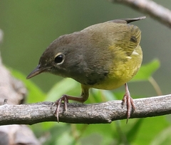 Geothlypis philadelphia
