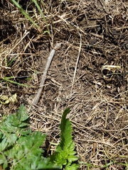 Serpentes