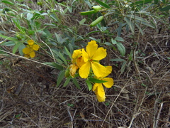 Senna roemeriana