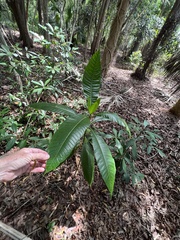 Alstonia macrophylla