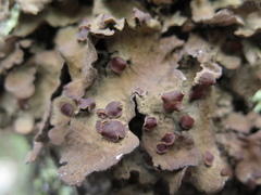 Sticta tomentosa