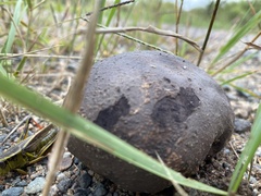 Calvatia cyathiformis