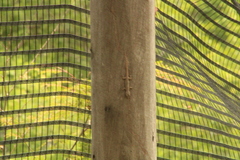 Hemidactylus frenatus