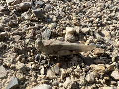 Sphingonotus caerulans