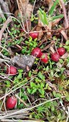 Vaccinium microcarpum