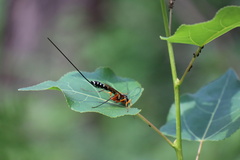 Ichneumonidae