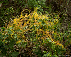 Cuscuta campestris
