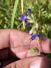 Polemonium occidentale occidentale