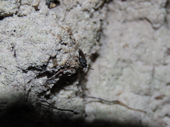 Agenioideus cinctellus