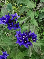 Gentiana asclepiadea