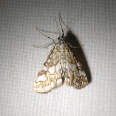 Elophila nymphaeata