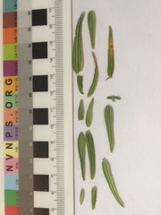 Galium boreale