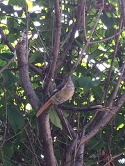 Phoenicurus auroreus