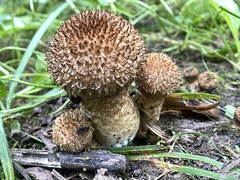 Lacrymaria echiniceps