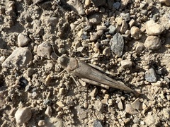 Sphingonotus caerulans