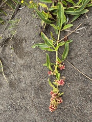 Rumex salicifolius