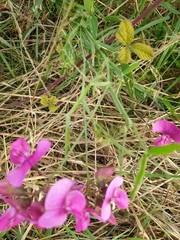 Lathyrus latifolius