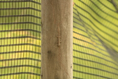 Hemidactylus frenatus