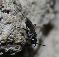 Agenioideus cinctellus