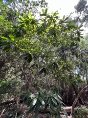 Alstonia macrophylla
