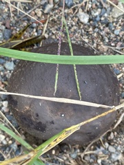 Calvatia cyathiformis