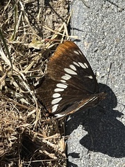 Limenitidinae
