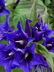 Gentiana asclepiadea
