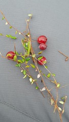 Vaccinium microcarpum