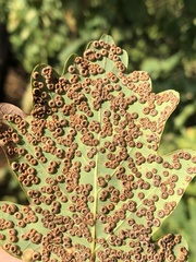 Neuroterus numismalis